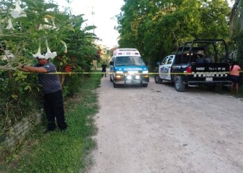 ZONA MAYA: Atacan abejas africanizadas a dos menores y matan a un perro