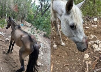 MALTRATO ANIMAL: Denuncian caballos lesionados en parque turístico de Tulum