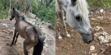 MALTRATO ANIMAL: Denuncian caballos lesionados en parque turístico de Tulum