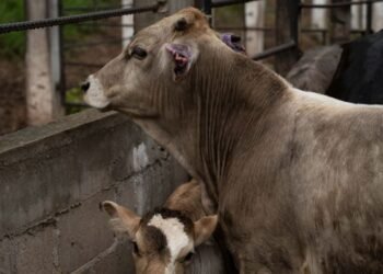 Texas en alerta por gusano barrenador: el riesgo que acecha al ganado