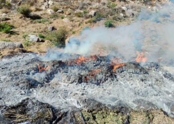 Destrucción militar de narcocultivos: el fin de 18,300 m² en Ensenada