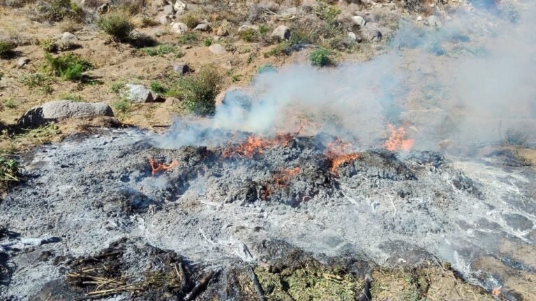 Destrucción militar de narcocultivos: el fin de 18,300 m² en Ensenada