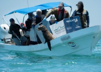 Profepa rescata 19 lobos marinos heridos por redes en Baja California
