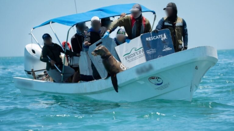 Profepa rescata 19 lobos marinos heridos por redes en Baja California