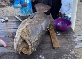 Capturan a enorme mero goliat en aguas del Caribe 6 Capturan a enorme mero goliat en aguas del Caribe