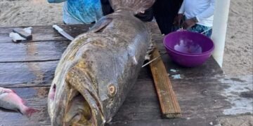 Capturan a enorme mero goliat en aguas del Caribe
