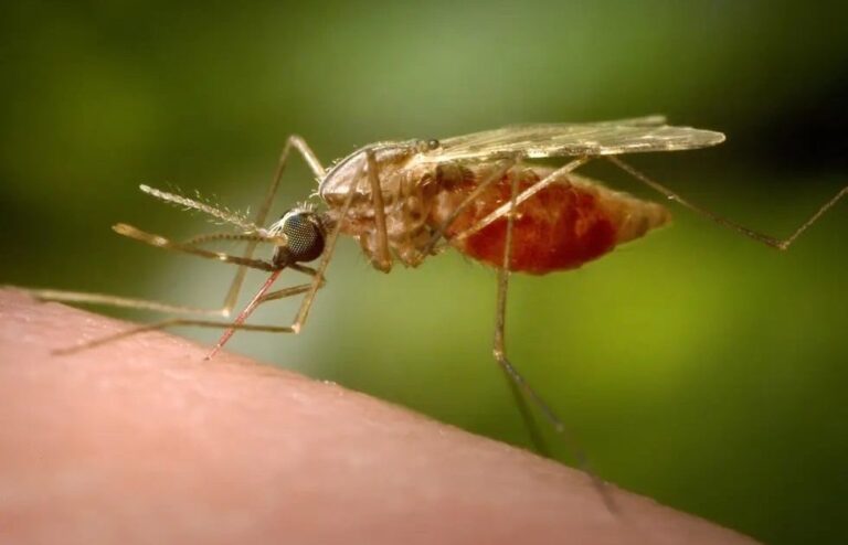 Jalisco Confirma Caso de Malaria: Turista Colombiano Detectado