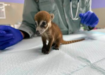 Rescatan a coatí con bajo peso en la Supermanzana 202