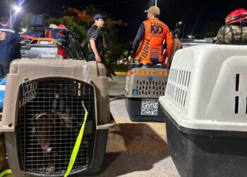 SUMAN 3 BRIGADAS: Más rescatistas de Cancún y binomios caninos viajan a Venezuela