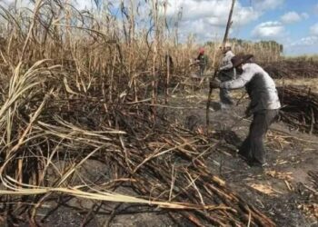 CRISIS CAÑERA: Migran a otros cultivos 30% de productores de la CNPR