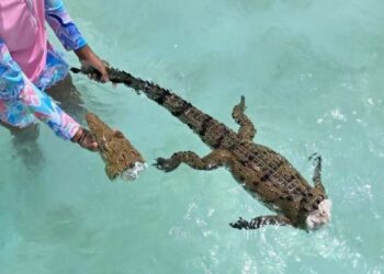 EXIGEN INVESTIGACIÓN: Localizan a cocodrilo decapitado en laguna de Bacalar