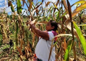 | VISIÓN INTERCULTURAL | Impulsando el patrimonio biocultural