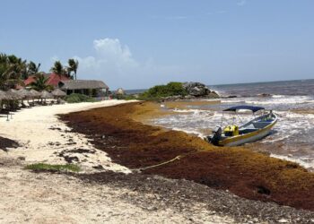 REVELA ESTUDIO: Sargazo y crisis aérea “pegan” al Caribe mexicano