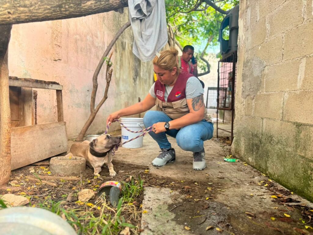 PRESUNTO CRIADERO CLANDESTINO: Rescatan a 7 perritos desnutridos en Cancún 3 WhatsApp Image 2026 07 15 at 11.38.31 AM 2