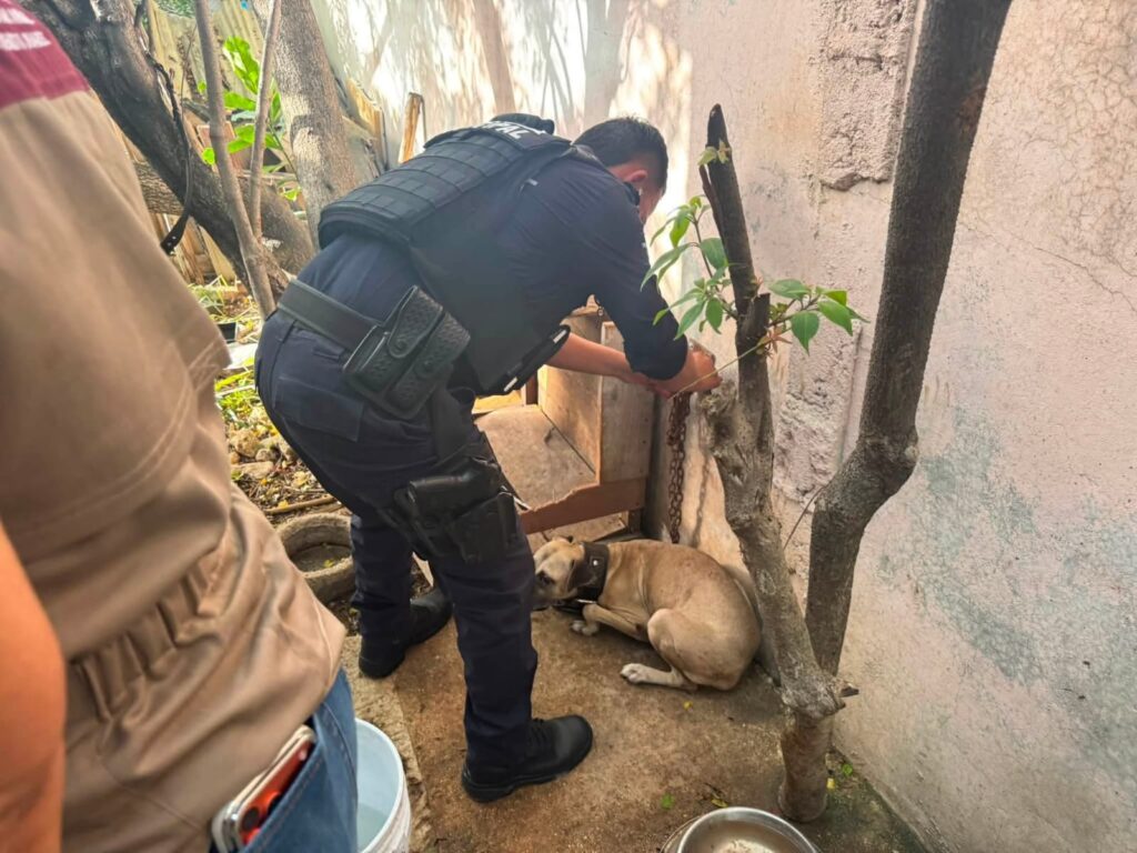 PRESUNTO CRIADERO CLANDESTINO: Rescatan a 7 perritos desnutridos en Cancún 2 WhatsApp Image 2026 07 15 at 11.38.31 AM 3