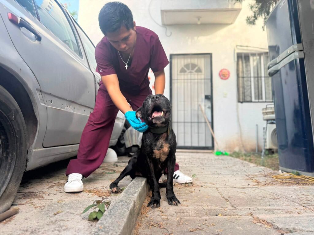 PRESUNTO CRIADERO CLANDESTINO: Rescatan a 7 perritos desnutridos en Cancún 1 WhatsApp Image 2026 07 15 at 11.38.31 AM 4