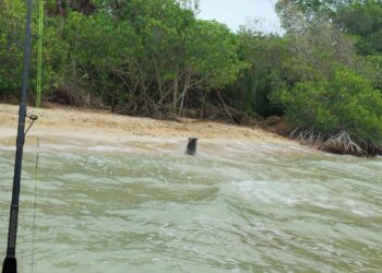 DESCARTAN CONSTRUCCIONES: Aclaran que trabajos en isla Tamalcab fueron solo de limpieza
