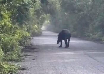 PIDEN PRECAUCIÓN: Avistan a tapir en carretera de Mahahual