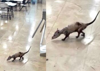 IMSS aclara presencia de tlacuache en Hospital General Regional No. 17 de Cancún