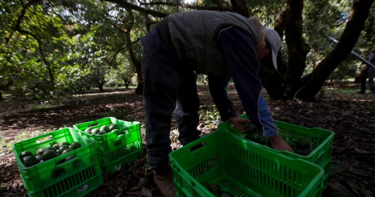 Embajada de Estados Unidos reactiva verificaciones de aguacate en Michoacán
