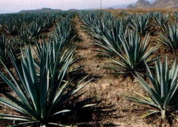 Narcotráfico y presión de eeuu elevan riesgo de lavado en México