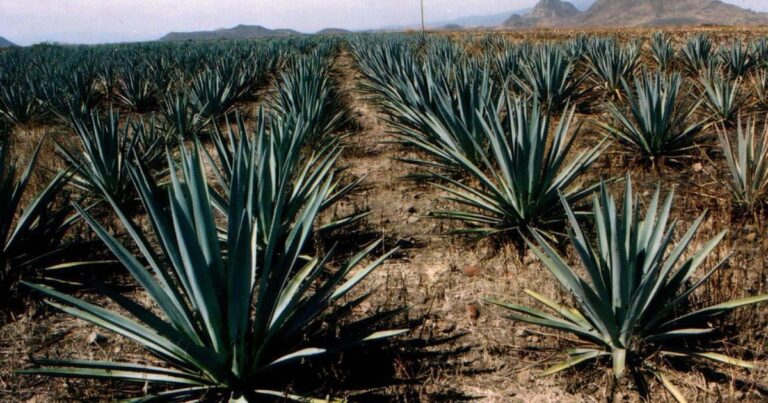 Narcotráfico y presión de eeuu elevan riesgo de lavado en México