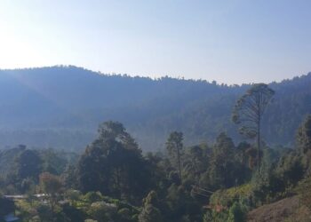 Masacre en Cerro de Lumbreras: conflicto forestal desata violencia en Guerrero