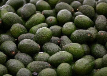 Claudia Sheinbaum perfila estrategia para destrabar exportaciones de aguacate