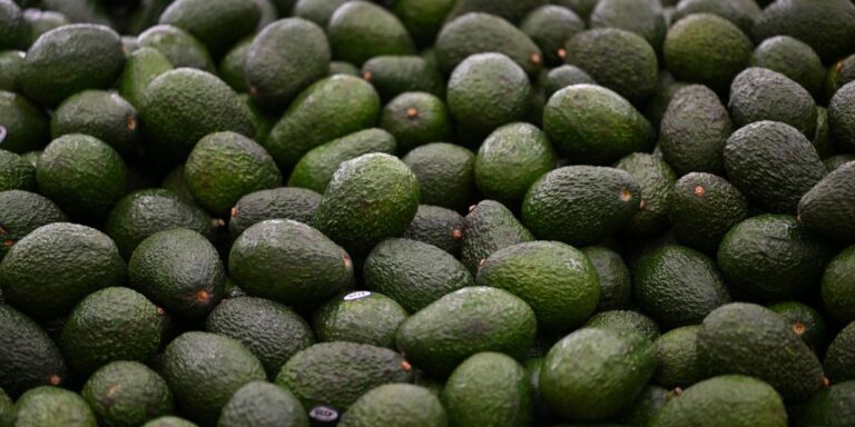 Claudia Sheinbaum perfila estrategia para destrabar exportaciones de aguacate