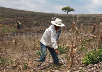 AFIRMA CNC: Agricultores dejaron de recibir apoyos por mil mdp en últimos 2 años