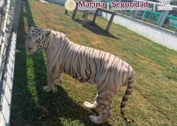 TAMAULIPAS: Aseguran 68 mil litros de diésel y animales exóticos tras cateos