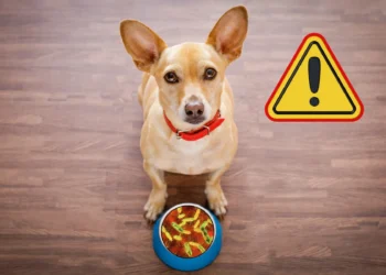 Retiran alimento para perros Oma’s Pride por salmonela en 11 estados