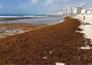 CRISIS DEL SARGAZO: Cancún cerca de duplicar las cifras de 2025