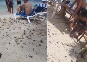 COZUMEL: Turistas captan eclosión de tortugas entre mesas y camastros (VIDEO)