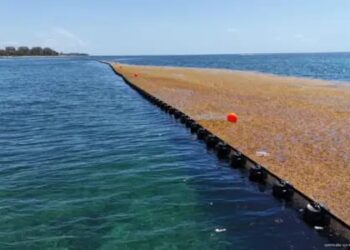 Analizan ampliar barreras marinas en Playa del Carmen hasta 15 kilómetros