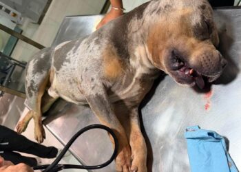 MALTRATO ANIMAL: Muere pitbull tras presunta agresión a golpes en Cancún