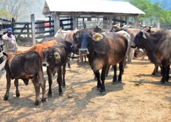 Denuncian presunto fraude de SuKarne por 15 mdp contra 100 ganaderos de Bacalar
