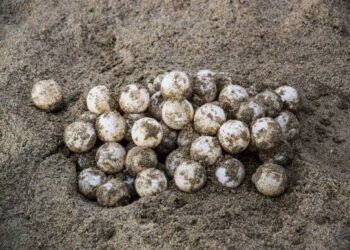 MÁS DE UN MILLÓN: Protegen huevos de tortuga en playas de Cancún