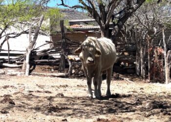 Zacatecas confirma cuatro casos de miasis por gusano barrenador en humanos