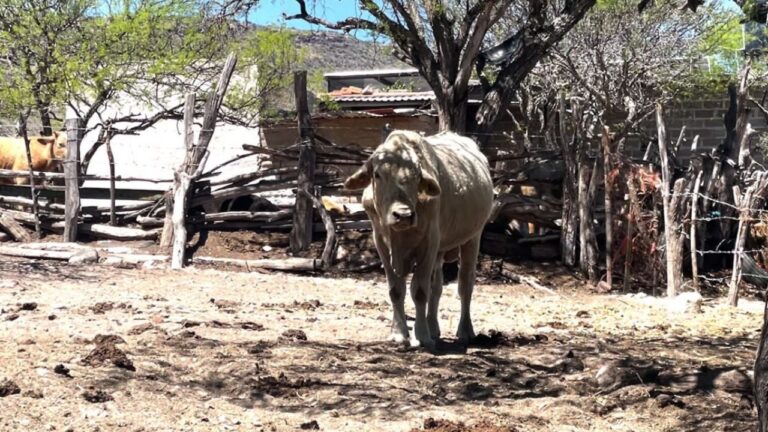 Zacatecas confirma cuatro casos de miasis por gusano barrenador en humanos