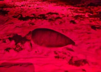 COZUMEL: Registran 361 nidos de tortuga marina