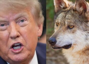 Trump ordena revisar protecciones del lobo mexicano ante presión ganadera