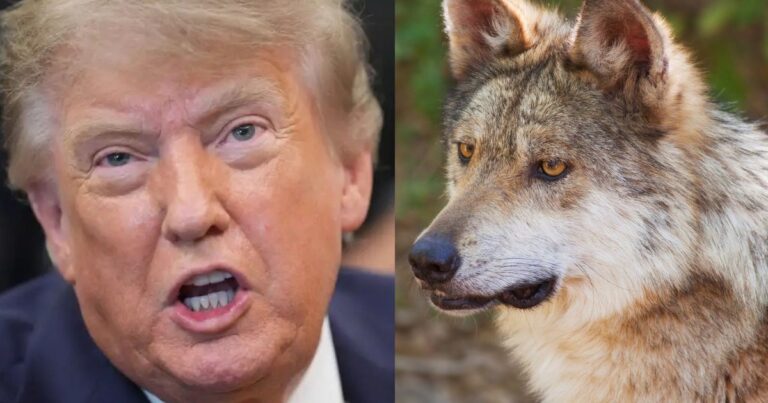 Trump ordena revisar protecciones del lobo mexicano ante presión ganadera
