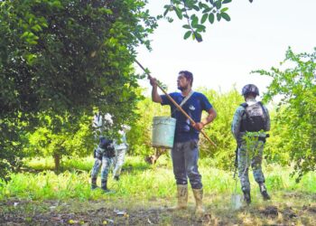 Aguacates Chahena enfrenta suspensión de exportación tras hallazgo fitosanitario