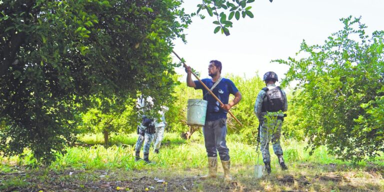 Aguacates Chahena enfrenta suspensión de exportación tras hallazgo fitosanitario