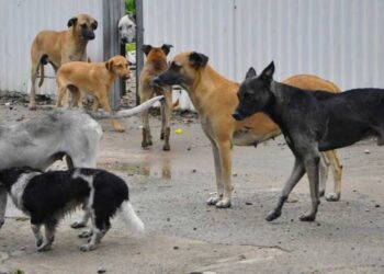 HASTA 12 AÑOS DE CÁRCEL: Buscan castigar el abandono de mascotas en QR