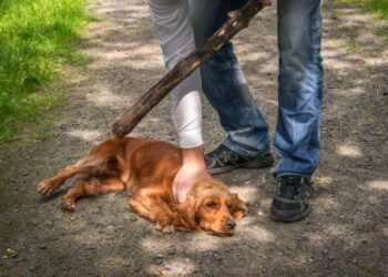 XVIII LEGISLATURA: Buscan endurecer sanciones por abandono y maltrato animal