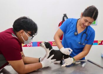 ISLA MUJERES: Invitan a aprovechar servicios del Centro de Bienestar Animal