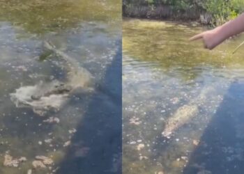 COZUMEL: Sancionan a guía por mal manejo de cocodrilo en parque ecoturístico (VIDEO)