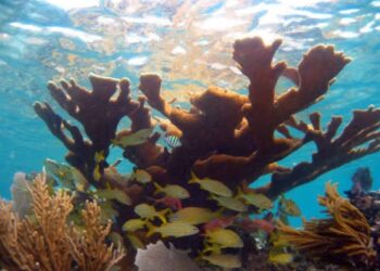 Impulsan restauración de arrecifes tras desove del coral Cuerno de Alce